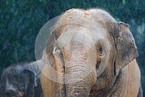 Elephant