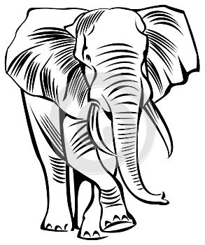 Elephant