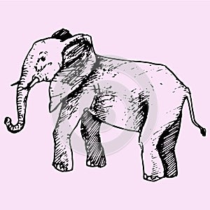 Elephant