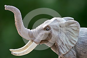 Elephant photo