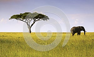 Elephant and Acacia Tree Serengeti National Park