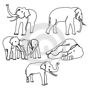 Elephant activities vector