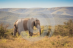 Elephant in the Addo Elephant National Park, near Port Elizabeth, South africa