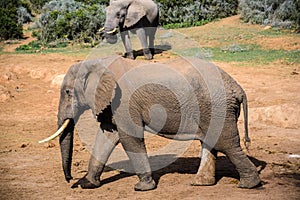 Elephant in Addo Elephant National Park, South Africa