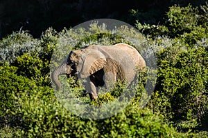 Elephant in Addo Elephant National Park, South Africa