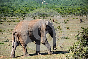 Elephant in Addo Elephant National Park, South Africa