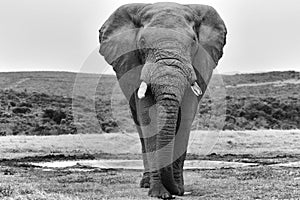 An elephant at the addo elephant park