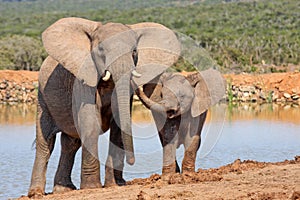 Elephant affection photo