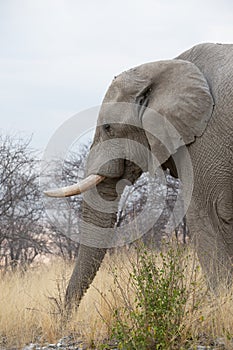 Elephant in africa