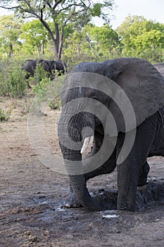 Elephant in africa in a group