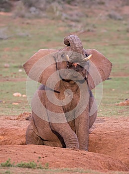 Elephant from Africa with Open Mouth