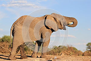 Elephant, African - The great Thirst 4