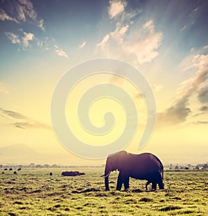 Elephant on African savanna at sunset. Safari in Amboseli, Kenya, Africa