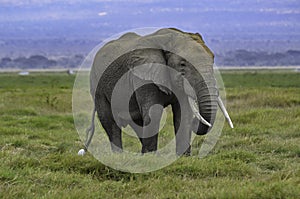 Elephant in the African Savannah.