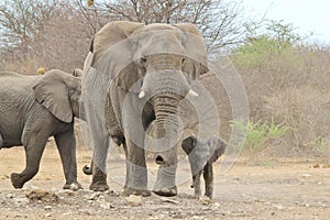 Elephant, African - Wildlife Background from Africa - Baby Animals newly born