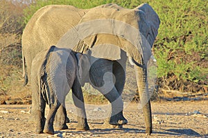 Elephant, African - Wildlife Background from Africa