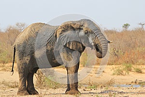 Elephant, African - Wildlife Background from Africa - Mud spa and Health treatment of skin