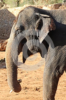 Elephant, African Wildlife Background from Africa The Real Giant from the Animal Kingdom. An Endangered Species that