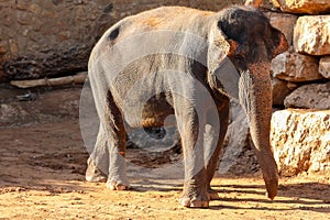 Elephant, African Wildlife Background from Africa The Real Giant from the Animal Kingdom. An Endangered Species that