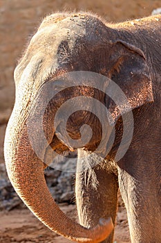 Elephant, African Wildlife Background from Africa The Real Giant from the Animal Kingdom. An Endangered Species that