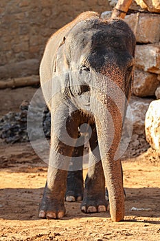 Elephant, African Wildlife Background from Africa The Real Giant from the Animal Kingdom. An Endangered Species that