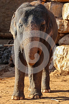 Elephant, African Wildlife Background from Africa The Real Giant from the Animal Kingdom. An Endangered Species that