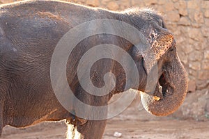 Elephant, African Wildlife Background from Africa The Real Giant from the Animal Kingdom. An Endangered Species that