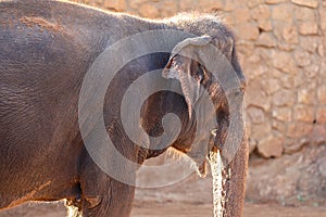 Elephant, African Wildlife Background from Africa The Real Giant from the Animal Kingdom. An Endangered Species that