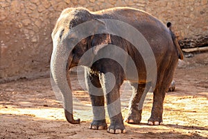 Elephant, African Wildlife Background from Africa The Real Giant from the Animal Kingdom. An Endangered Species that