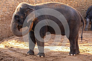 Elephant, African Wildlife Background from Africa The Real Giant from the Animal Kingdom. An Endangered Species that