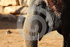 Elephant, African Wildlife Background from Africa The Real Giant from the Animal Kingdom. An Endangered Species that