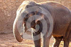 Elephant, African Wildlife Background from Africa The Real Giant from the Animal Kingdom. An Endangered Species that