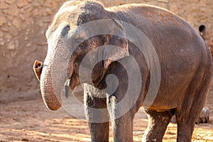 Elephant, African Wildlife Background from Africa The Real Giant from the Animal Kingdom. An Endangered Species that