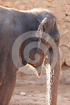 Elephant, African Wildlife Background from Africa The Real Giant from the Animal Kingdom. An Endangered Species that