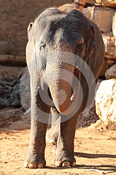 Elephant, African Wildlife Background from Africa The Real Giant from the Animal Kingdom. An Endangered Species that