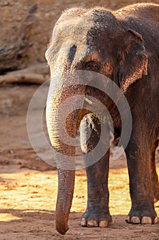 Elephant, African Wildlife Background from Africa The Real Giant from the Animal Kingdom. An Endangered Species that