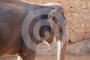 Elephant, African Wildlife Background from Africa The Real Giant from the Animal Kingdom. An Endangered Species that