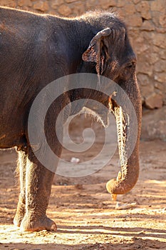 Elephant, African Wildlife Background from Africa The Real Giant from the Animal Kingdom. An Endangered Species that