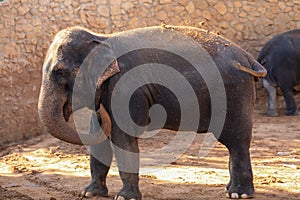 Elephant, African Wildlife Background from Africa The Real Giant from the Animal Kingdom. An Endangered Species that