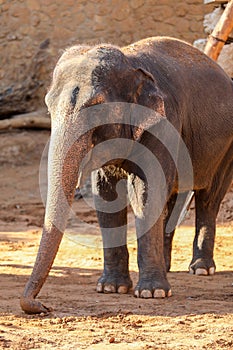 Elephant, African Wildlife Background from Africa The Real Giant from the Animal Kingdom. An Endangered Species that