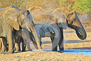 Elephant, African - Wildlife Background from Africa - Splash of Blue and Cool