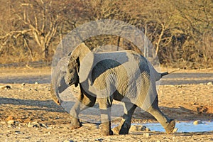 Elephant, African - Wildlife Background from Africa - A youngster in full focus
