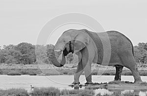 Elephant, African - Wildlife Background - Bull Giant