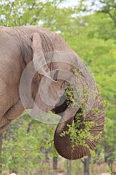 Elephant, African - Wildlife Background - Eating Pleasure