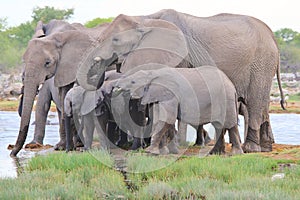 Elephant, African - Wildlife Background - Happy Times