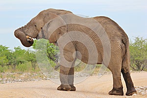 Elephant, African - Wildlife Background - Trunk Play