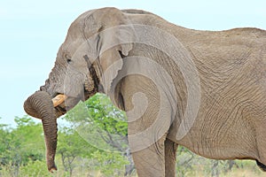 Elephant, African - Wildlife Background - Trunk Resting