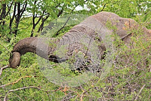 Elephant, African - Wildlife Background - Trunk Tool for Eating