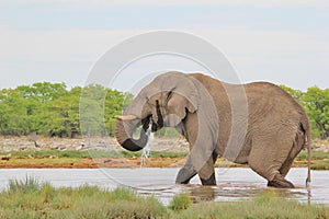 Elephant, African - Wildlife Background - Water and Life