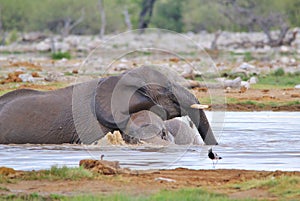 Elephant, African - Wildlife Background - Water Play